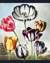 Temple of Flora Tulips Silk Scarf  36" x 36 "